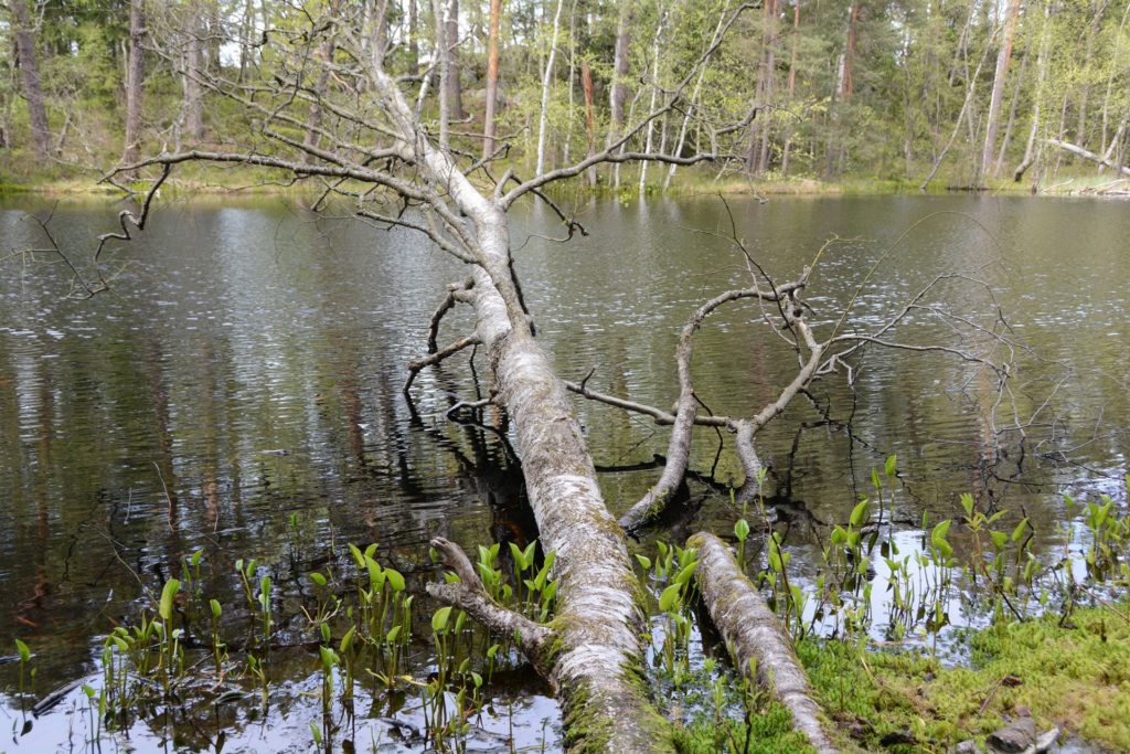 Kaatuneen lehtipuun runko lammen veden päällä.
