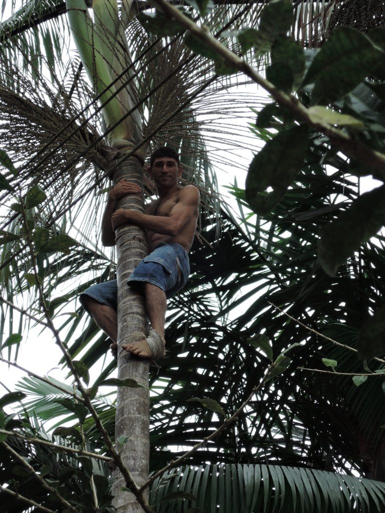 Mies kiipeää ylös pitkin palmupuun vartta.