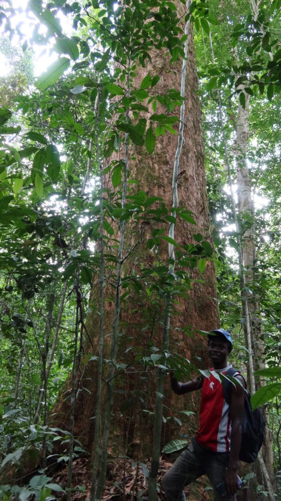 Punapaitainen mies seisomassa valtavan sademetsän puun juurella.