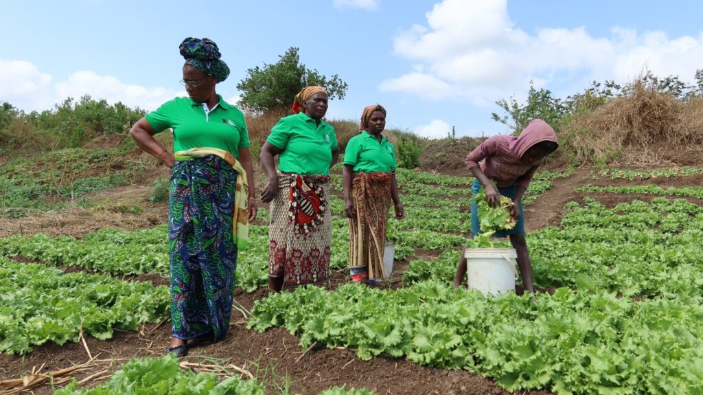 Kolme vihreäpaitaista afrikkalaista naista seuraavat, kun huppariin pukeutunut henkilö kerää pellolla salaatinlehtiä valkoiseen sankoon.