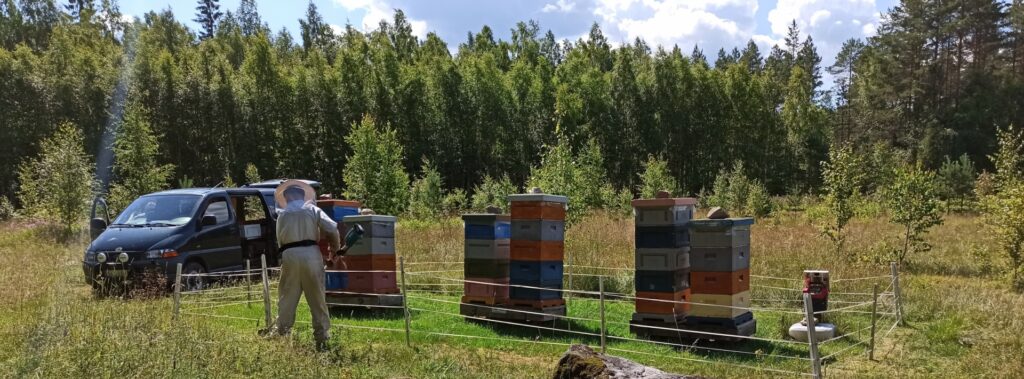 Pakettiautolla saapunut suoja-asuinen henkilö työskentelemässä metsäaukiolla olevalla mehiläistarhalla. Pesälaatikot on suojattu aitauksella.